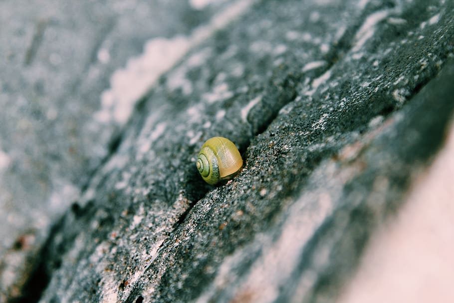 snail, simple, selective focus, animal wildlife, close-up, mollusk HD wallpaper