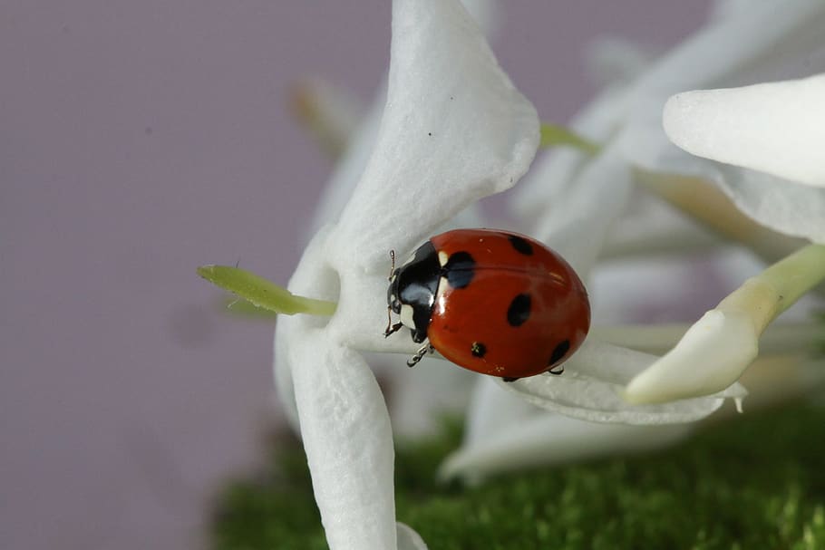 ladybug, insect, spring, red, flower, beetle, invertebrate HD wallpaper