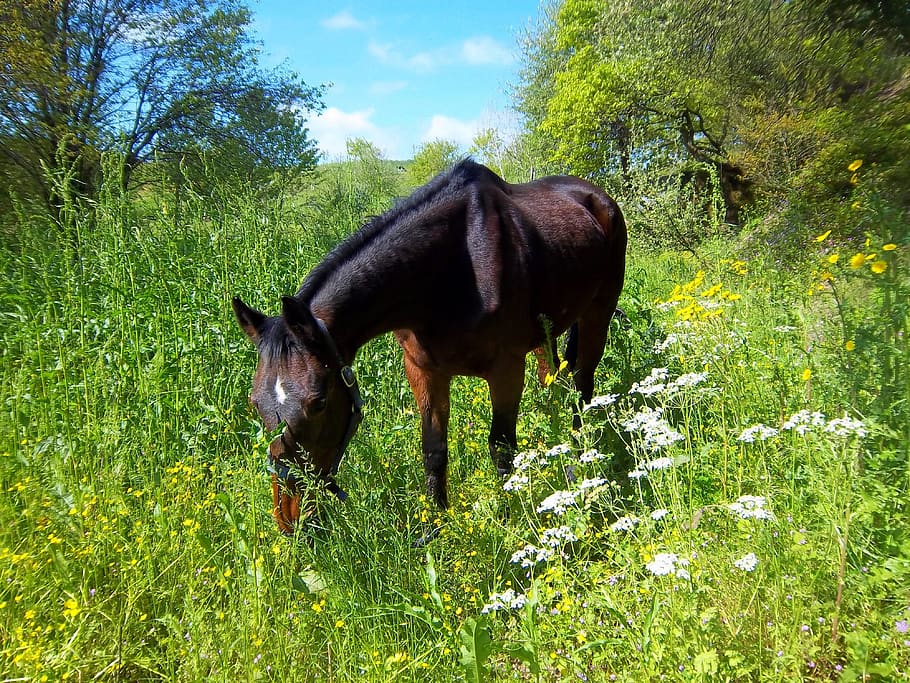 horse, mare, grass, pasture, rural, romantic, idyll, mammal HD wallpaper