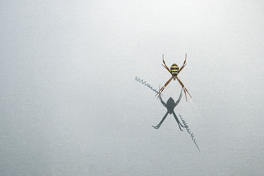 spider, nature, web, cobweb, insect, dew, animal, water, wet HD wallpaper