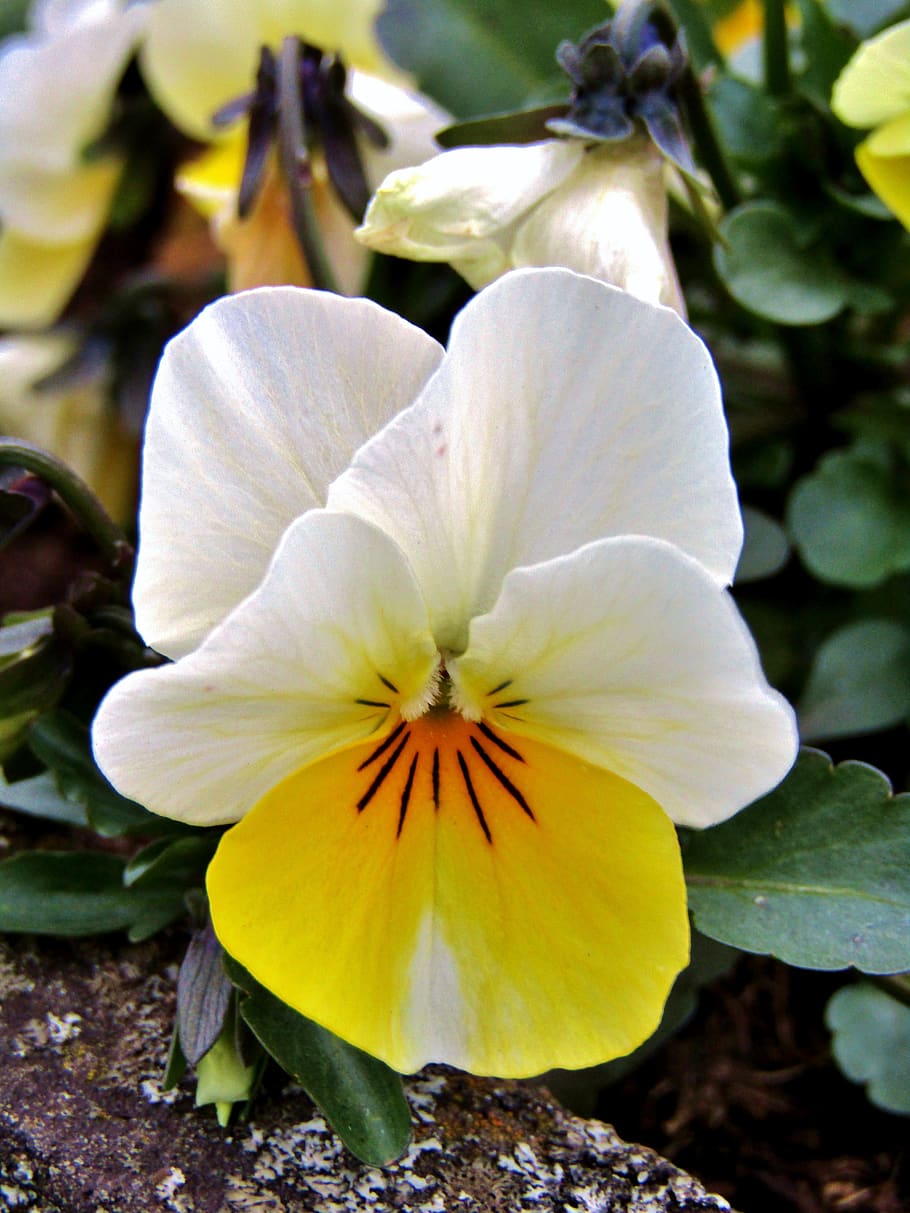 yellow, white, pansy, spring, violet, blossom, bloom, close up HD wallpaper