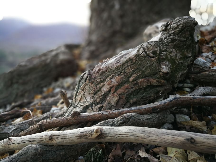 bokeh, rocks, roots, focus on foreground, tree, nature, textured HD wallpaper