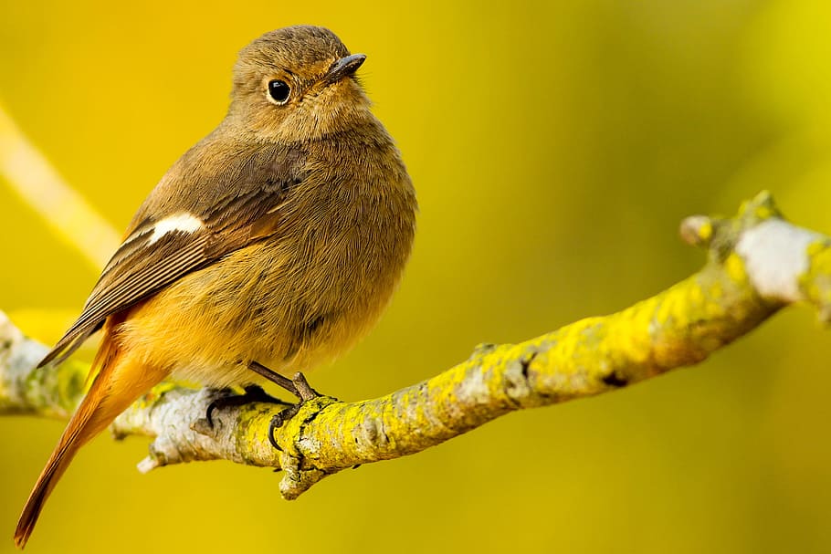 bird, wings, beak, grooming, bokeh, animal, outdoor, yellow HD wallpaper