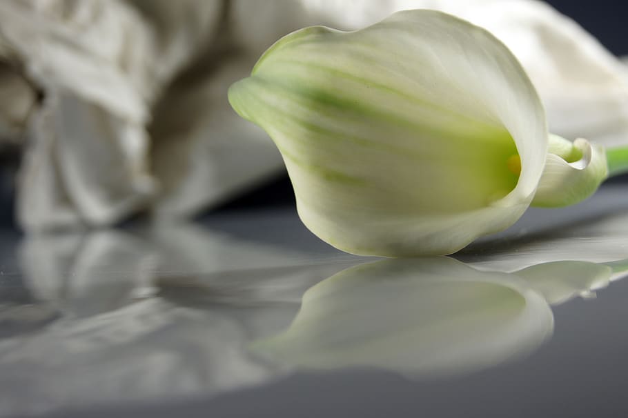 nature, mourning, map, green, white, freshness, close-up, green color HD wallpaper