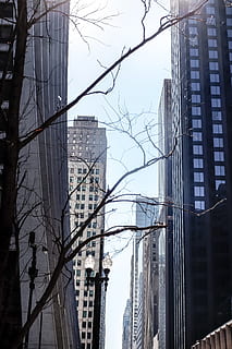 Tree and skyscrapers, architecture, avenue, blue, branches, building HD wallpaper