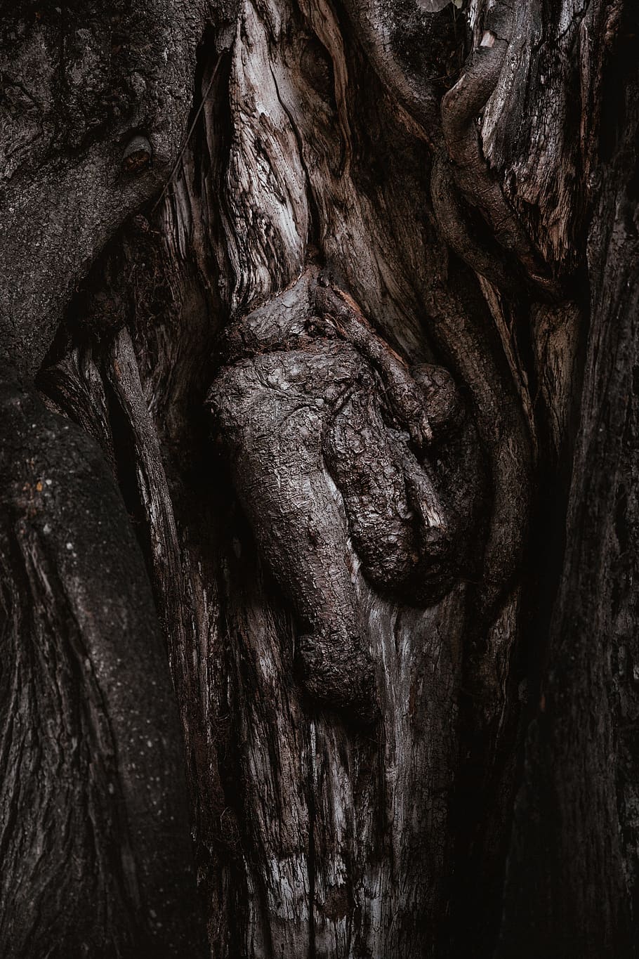 close up photography of tree trunk, bark, wood, abstract, texture HD wallpaper