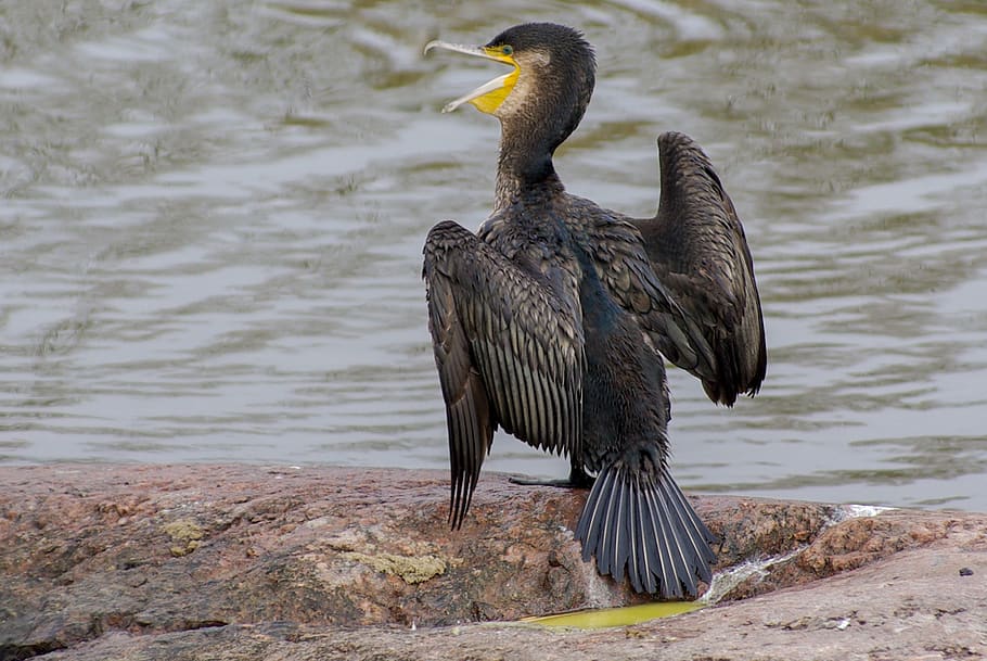 cormorant, spring, outdoors, bird, coast, nature, seascape HD wallpaper