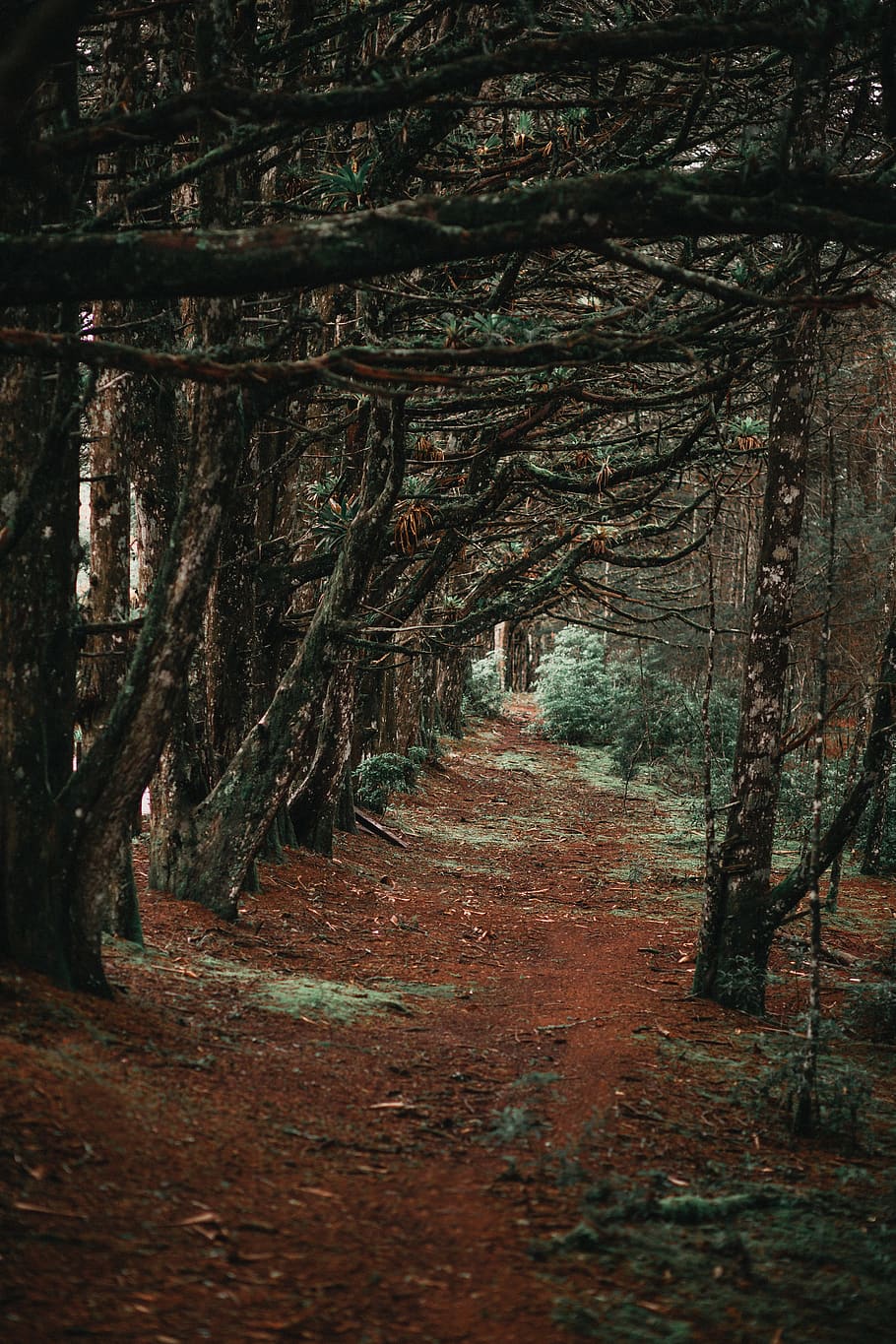 Pathway Between Trees, branches, environment, forest, woods, the way forward HD wallpaper