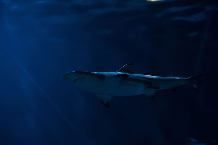 Shark in Sea Ocean, animals, fish, predator, swimming, underwater HD wallpaper