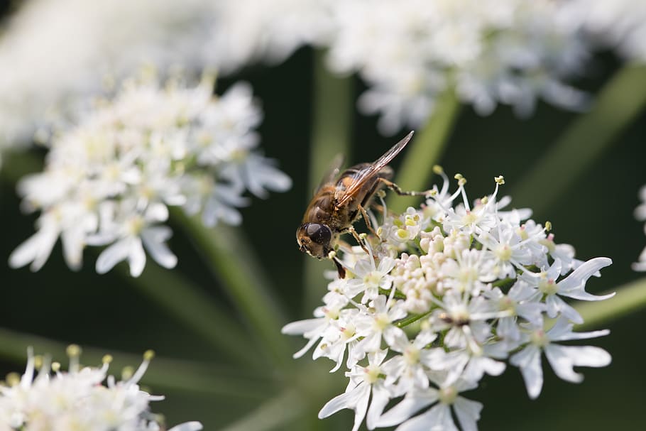 hoverfly, macro, plants, petals, blossom, white, insect, close up HD wallpaper