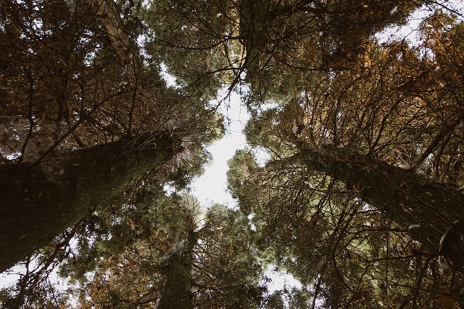 trees, forest, owls, plant, growth, beauty in nature, low angle view HD wallpaper