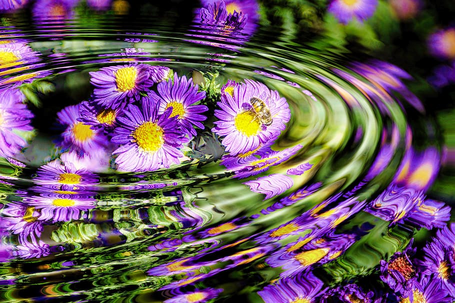 flower, nature, close up, flowering plant, freshness, beauty in nature HD wallpaper