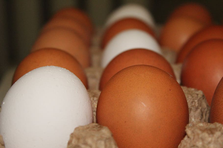 eggs, chicken, food, nutrition, easter, there are, spring, white HD wallpaper