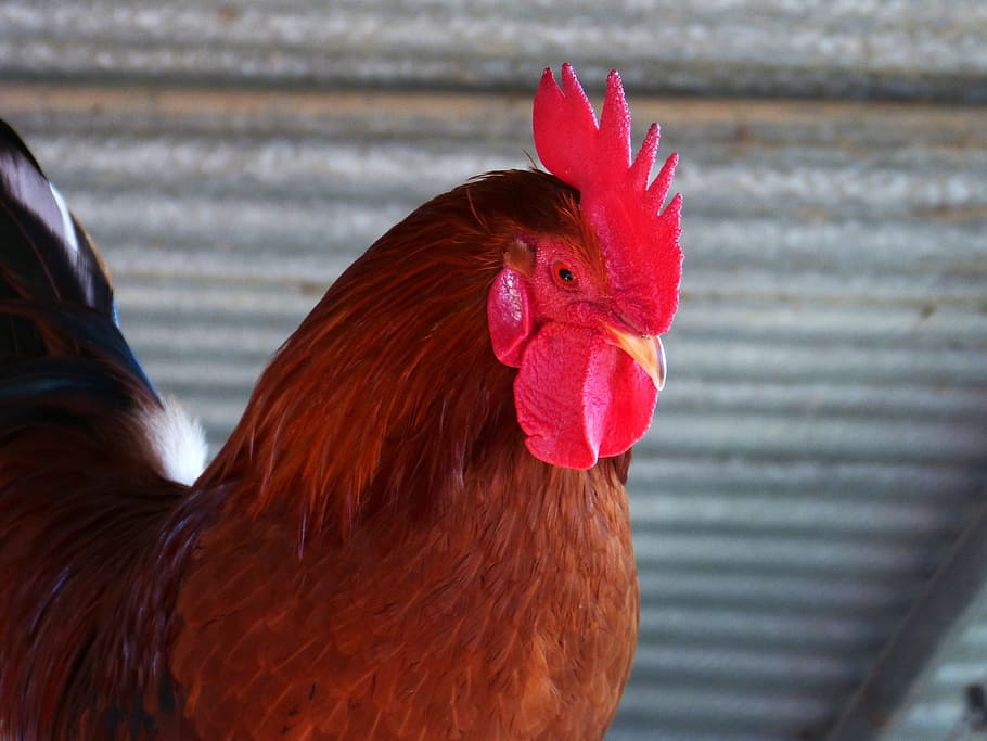 gallo, crest, poultry, farm, plumage, chicken - bird, livestock HD wallpaper