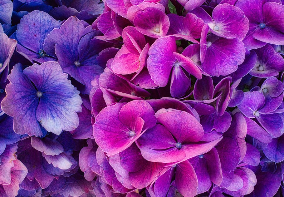 hydrangea flower, blossom, bloom, bright, purple, pink, background HD wallpaper