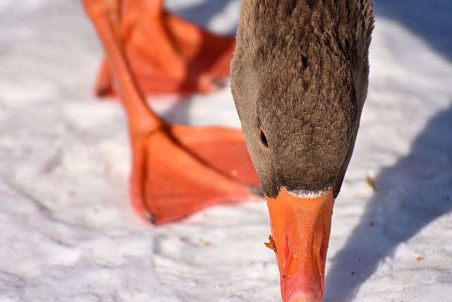 goose, snow, winter, cold, water bird, animal world, head, wild goose HD wallpaper