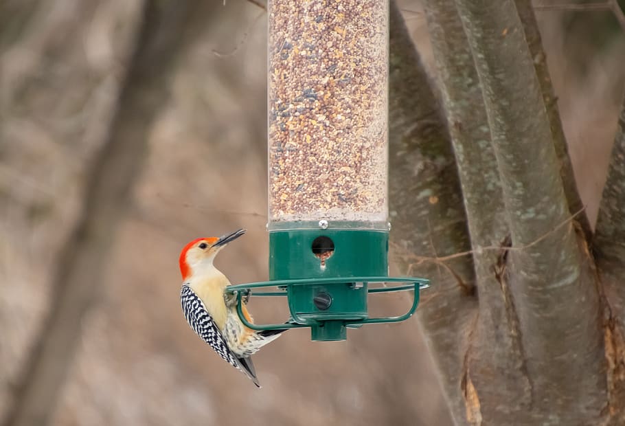 bird feeder, backyard, birdwatching, woodpecker, vertebrate HD wallpaper