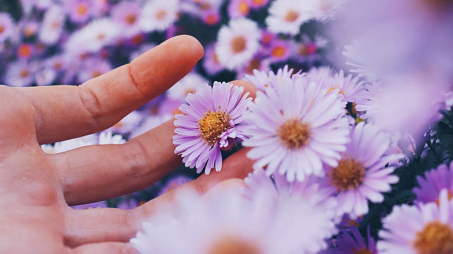 purple multi-petaled flowers, plant, pollen, human, person, blossom HD wallpaper