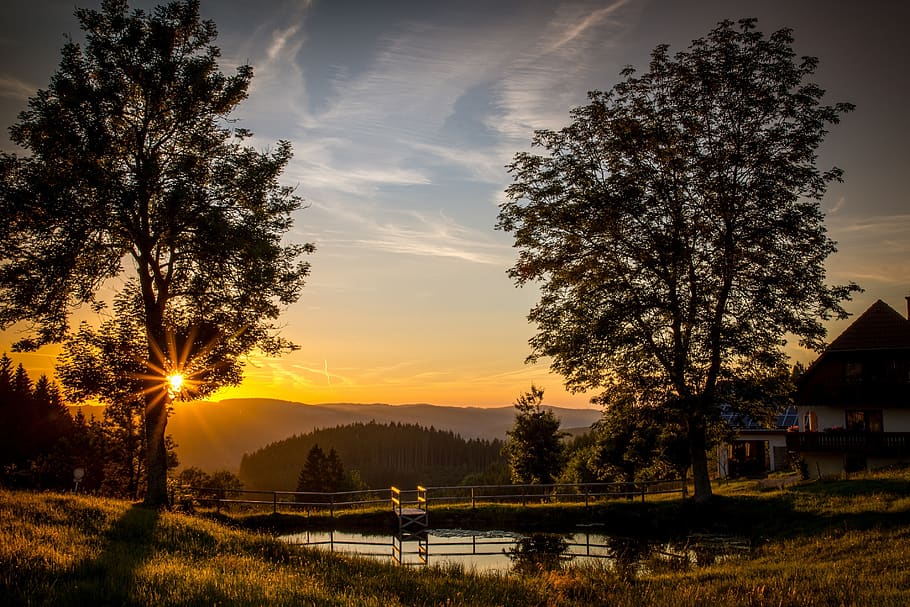 Body of Water Between W Trees during Sunset, dawn, grass, landscape HD wallpaper