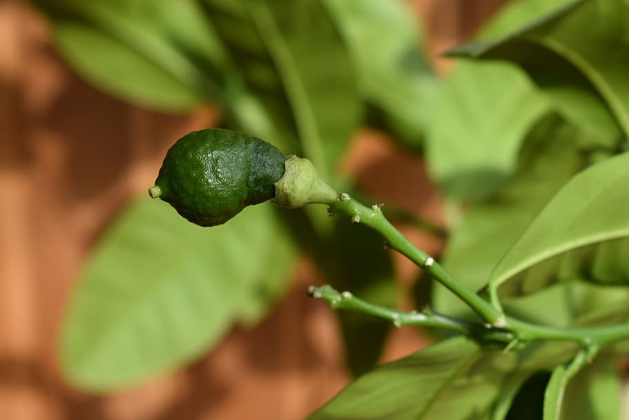 lemon, young, green, pet, plant, citrus, cultivation, green color HD wallpaper
