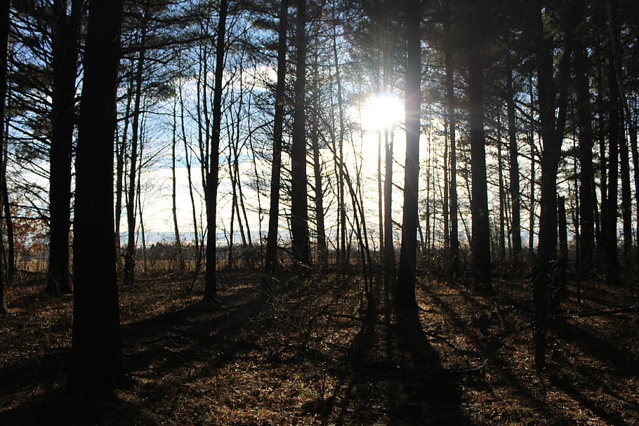 tree, forest, tree trunk, plant, land, woodland, sunlight, tranquility HD wallpaper