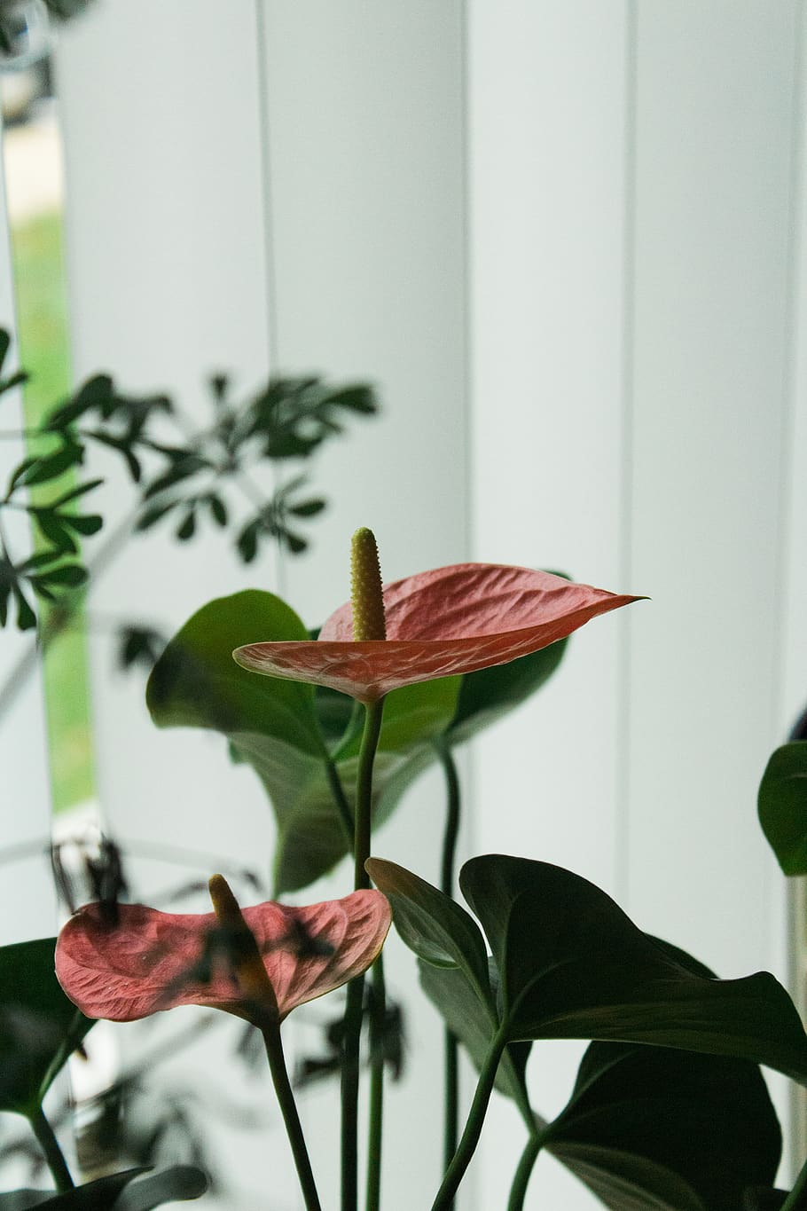 blooming red anthurium flower, plant, blossom, flowers, floewr HD wallpaper
