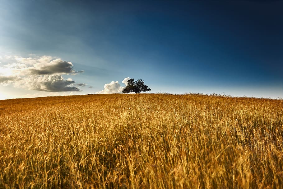wheat field at daytime, sun, cloud, sunset, landscape, filed