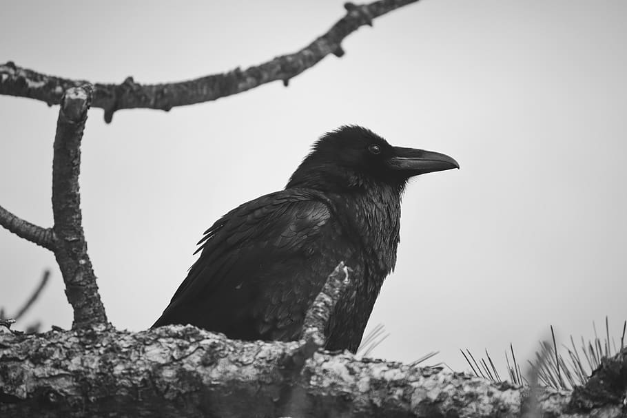 crow photography, animal, bird, blackbird, agelaius, beak, silhouette, HD wallpaper