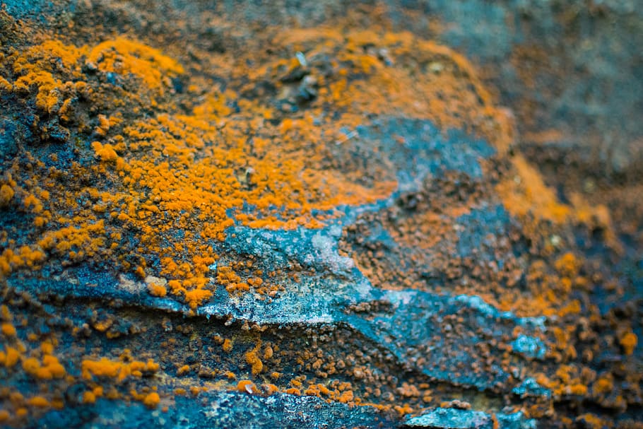 moss, stone, orange, textured, close-up, no people, full frame HD wallpaper