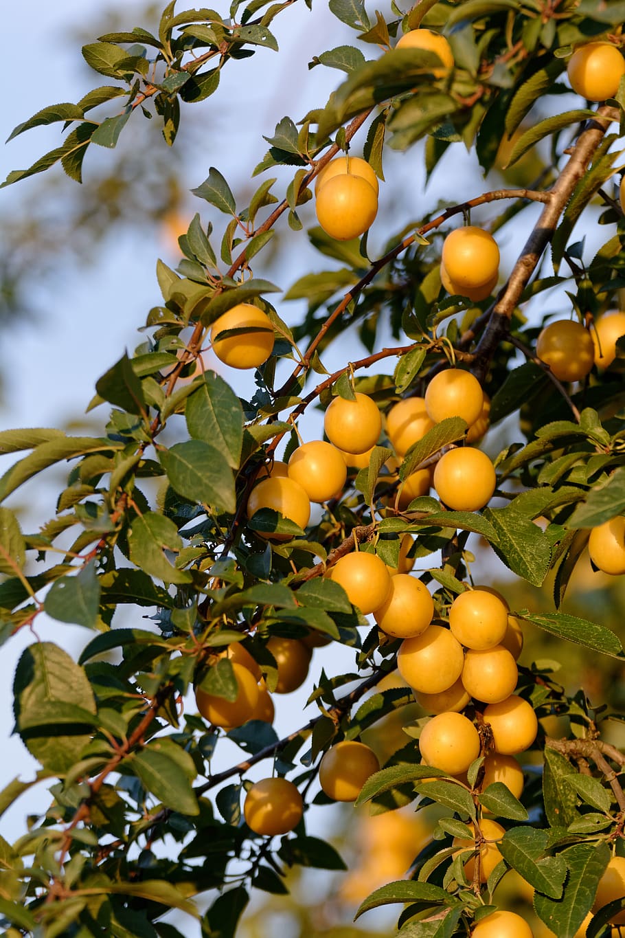 mirabelka, damson, yellow, tree, plum, garden, fruiting, to bear fruit HD wallpaper