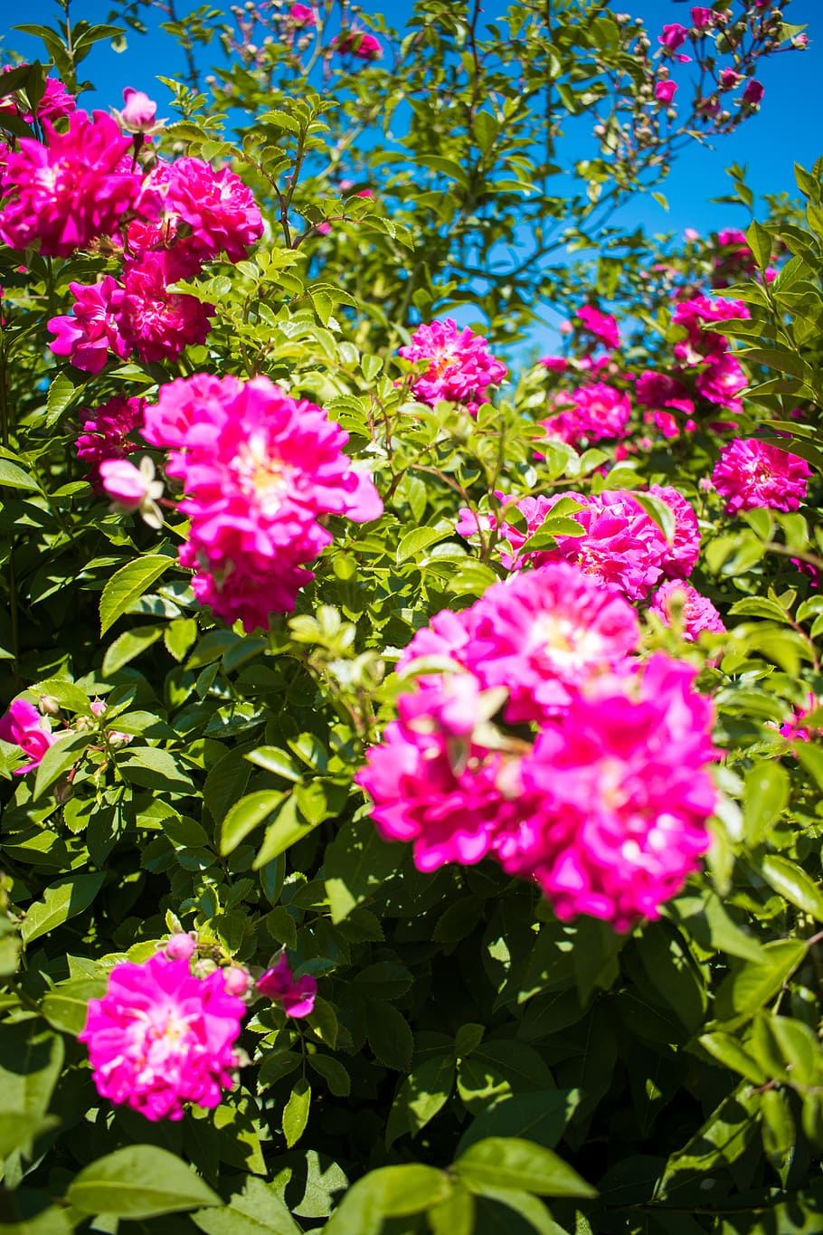 flowers, flowering plant, beauty in nature, fragility, vulnerability HD wallpaper