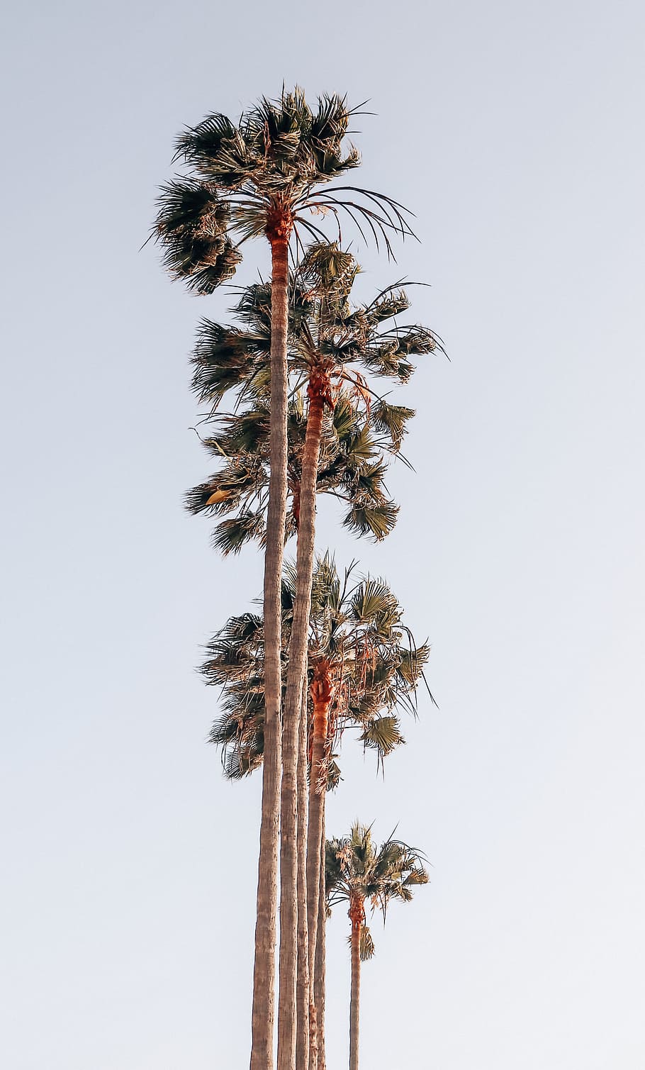 worm's-eye view photography of palm trees, background, beach HD wallpaper