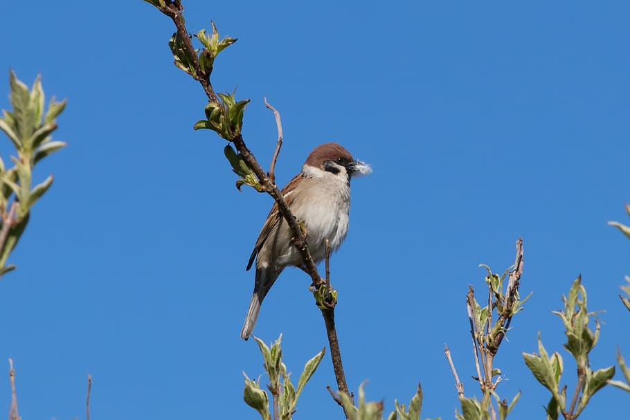 tree sparrow, bird, branch, wing, brown, black, beak, feather HD wallpaper