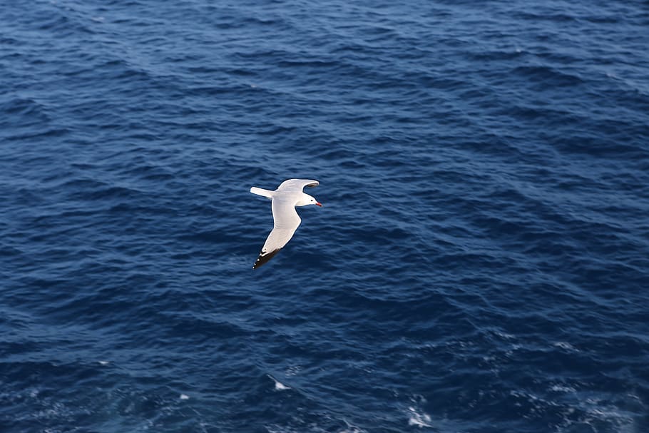 water, seagull, bird, flying, animal, animal wildlife, animal themes HD wallpaper