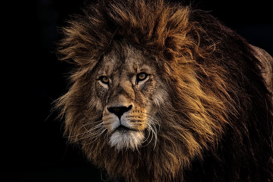 lion, predator, dangerous, mane, big cat, male, zoo, wild animal, HD wallpaper