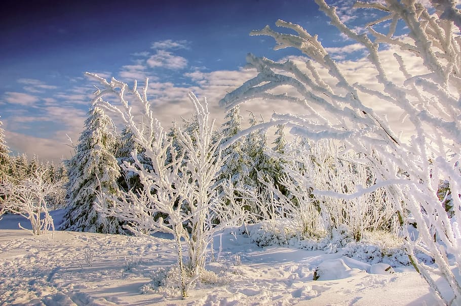 winter, resin, snow, wintry, cold, landscape, nature, wood HD wallpaper