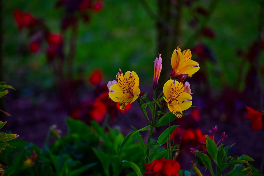 flower, bella, nature, spring, flowering plant, beauty in nature HD wallpaper