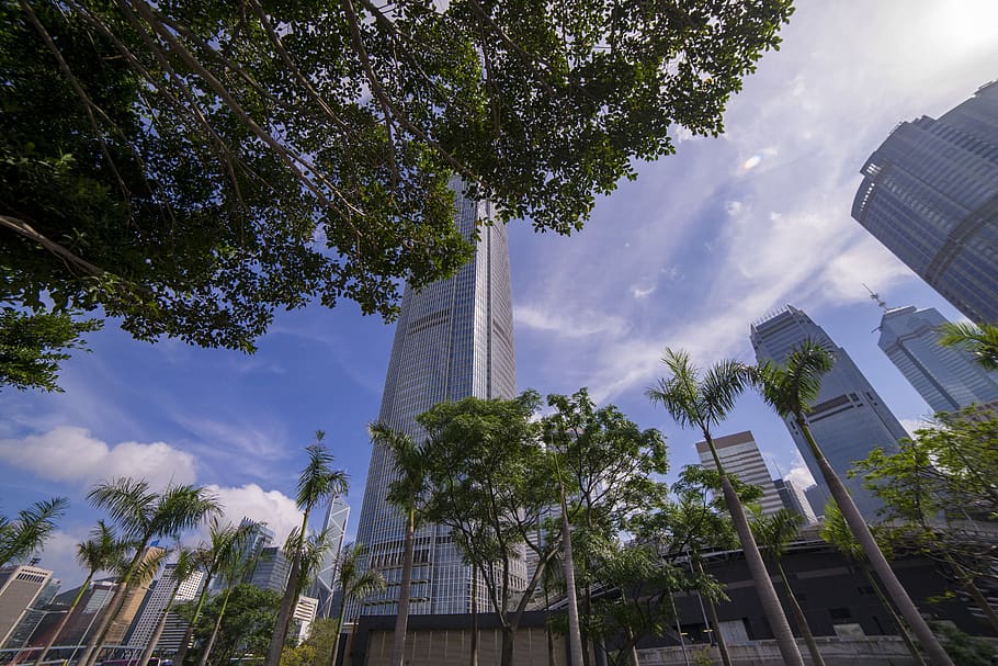 Worm's Eye View of Buildings and Trees, architectural design HD wallpaper