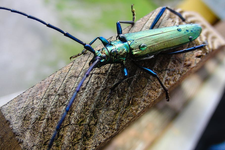 switzerland, grindelwald, insect, creature, close-up, invertebrate HD wallpaper