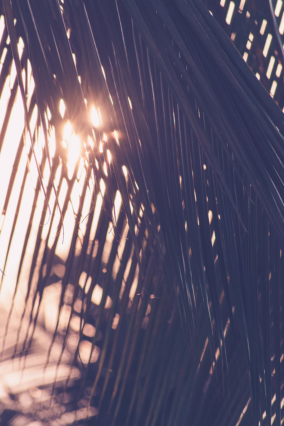 sun, light, sunlight, trees, palm, no people, nature, close-up HD wallpaper