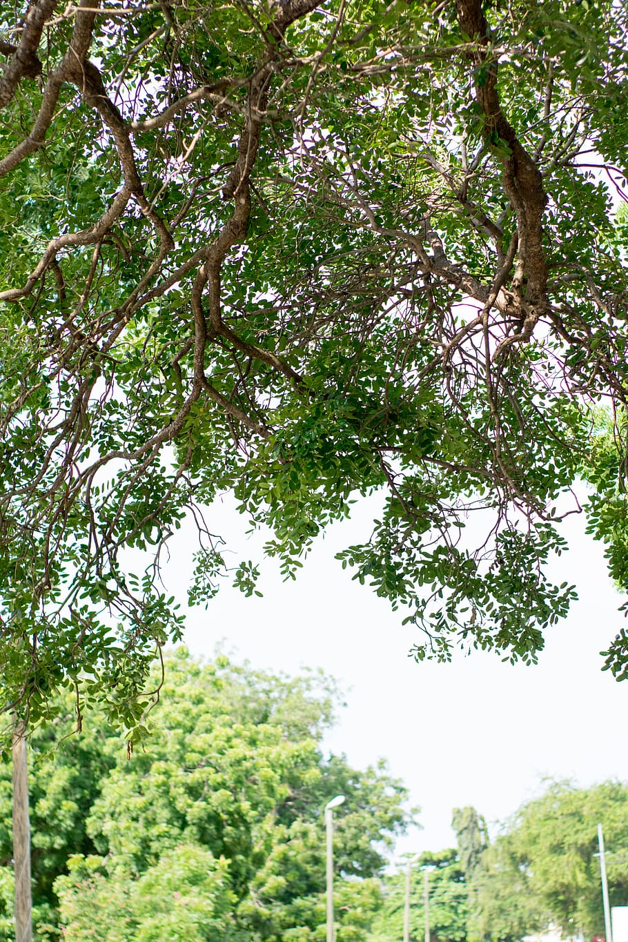 ghana, accra, tree, plant, growth, low angle view, beauty in nature HD wallpaper
