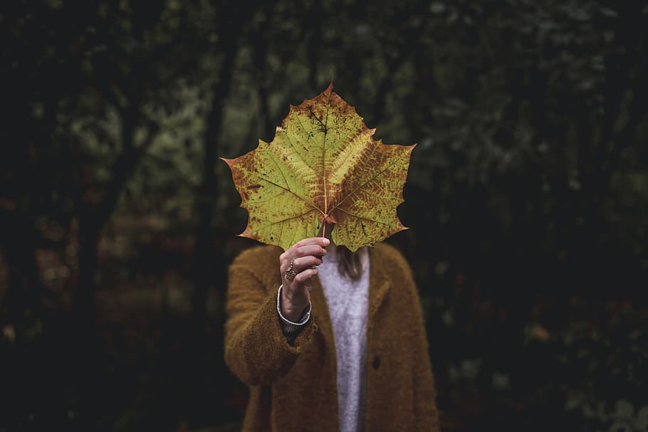 Holding Giant Leaf Photo, Fall, Earth, Outdoor, Seasons, one person HD wallpaper