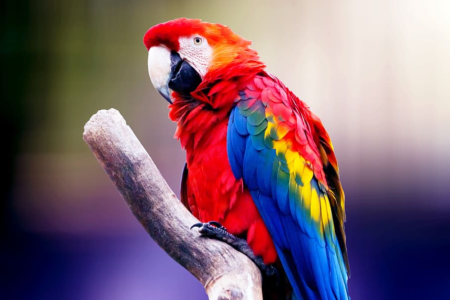 bird, parrot, exotic, plumage, animal, colorful, nature, ara