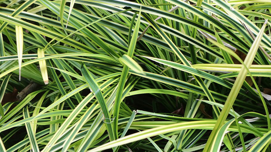 leaves, plants, park, texture, green color, growth, full frame HD wallpaper