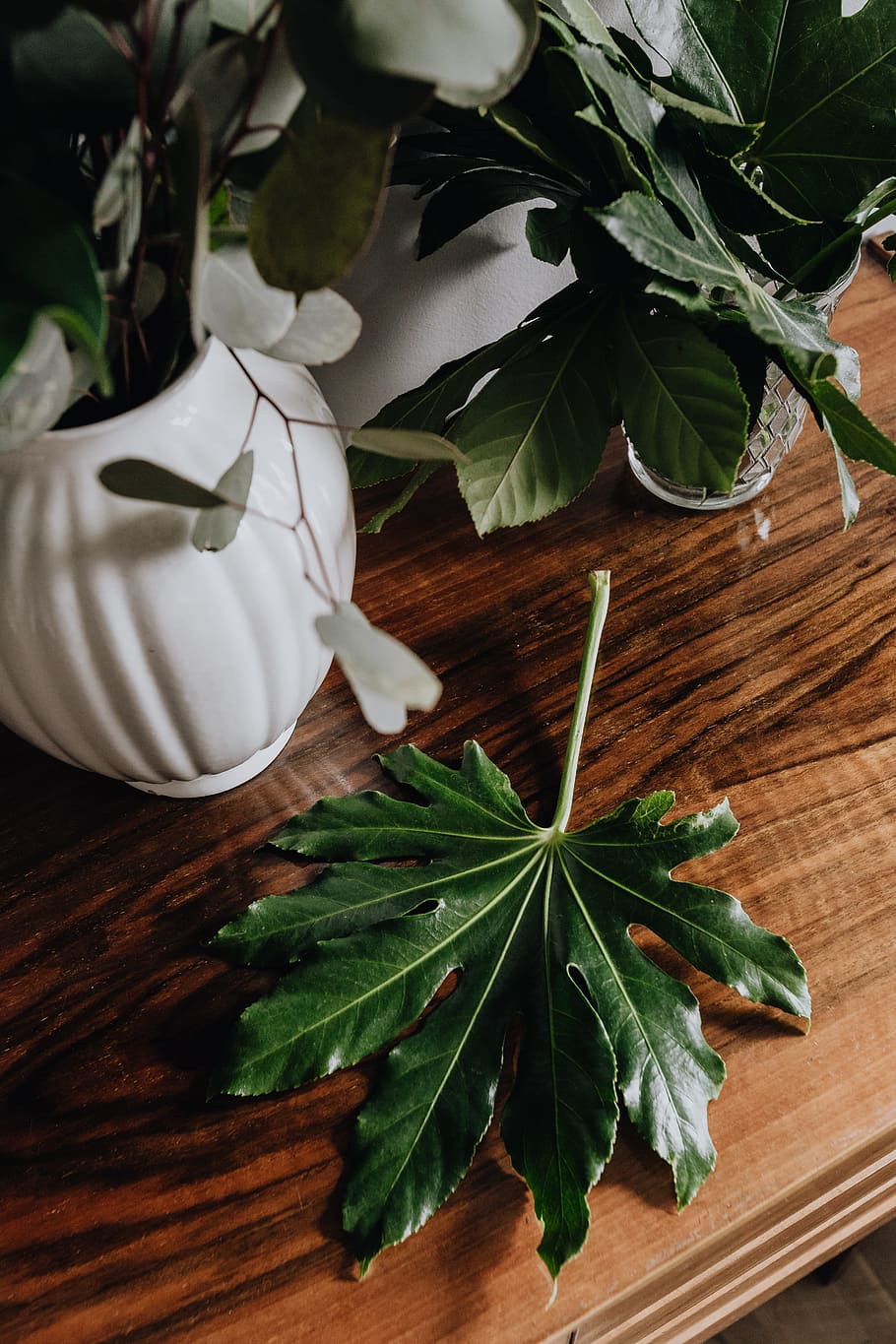 Aralia Leaves, green, leaf, greenery, plant part, green color HD wallpaper