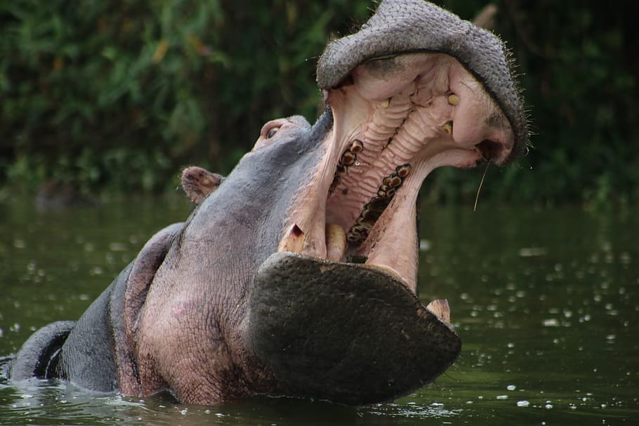 opened mouth of hippopotamus, mammal, wildlife, animal, nature