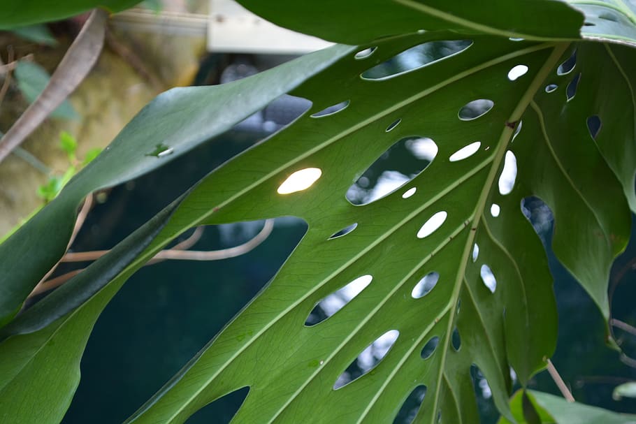leaf, jungle, nature, moist, wet, water, holes, macro, light HD wallpaper