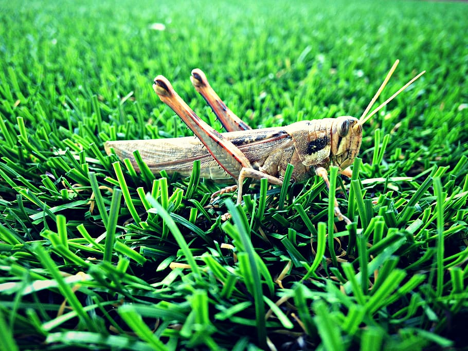 grasshopper, nature, green, insect, summer, creature, field HD wallpaper