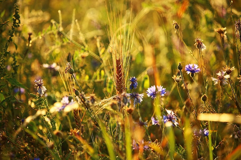 flower, summer, field, meadow, cornflower, barley, vetch, blossom HD wallpaper