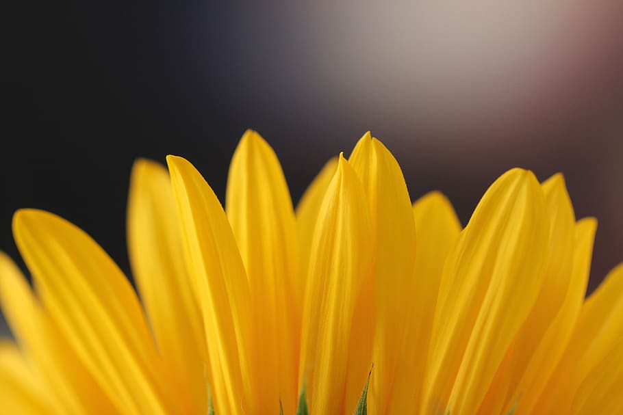 yellow-petaled flower, studio shot, freshness, close-up, flowering plant HD wallpaper